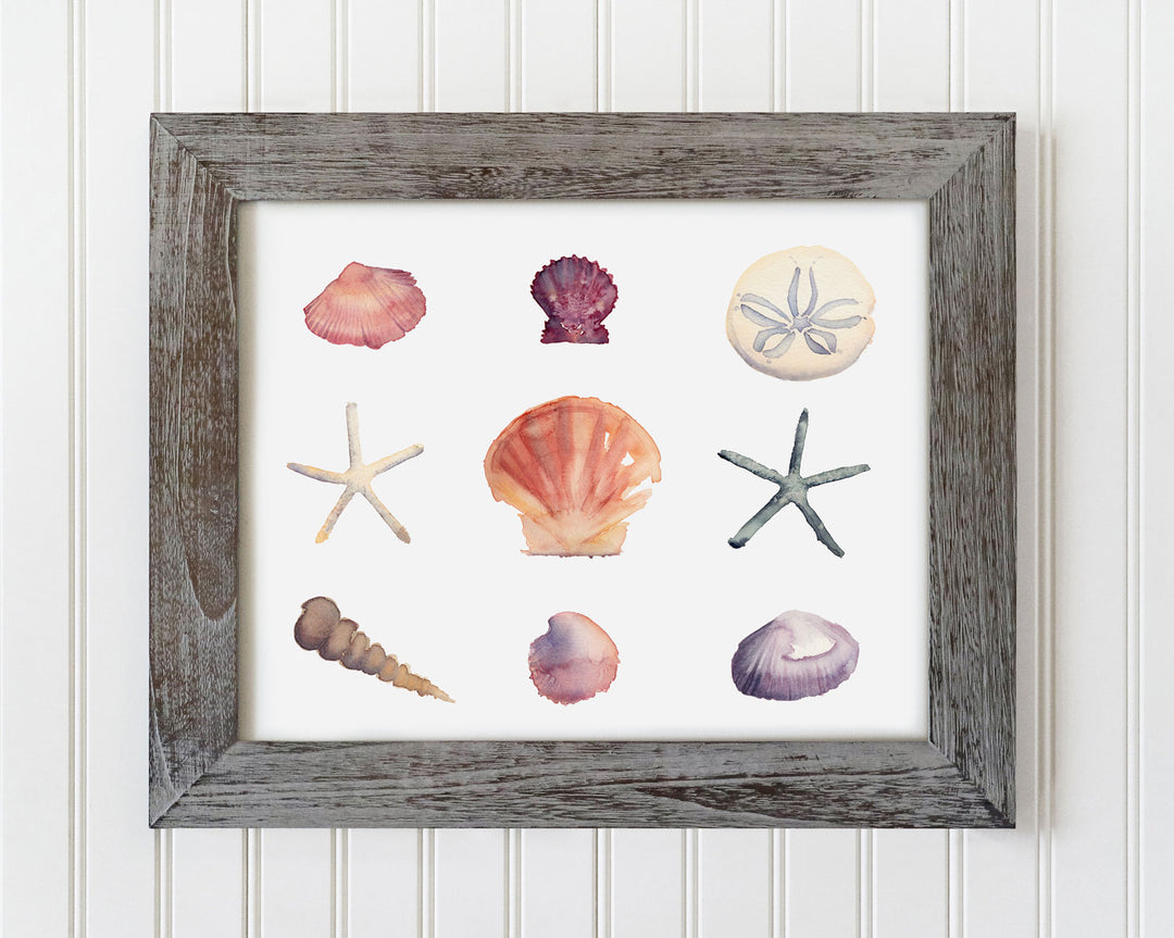 Seashell Collection