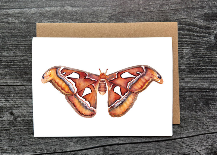 Atlas Moth Greeting Card