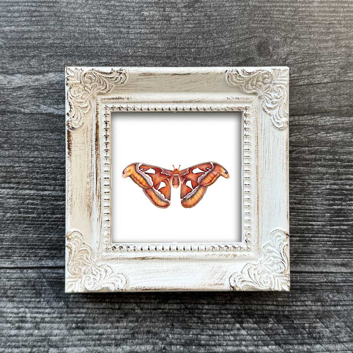 Atlas Moth Mini