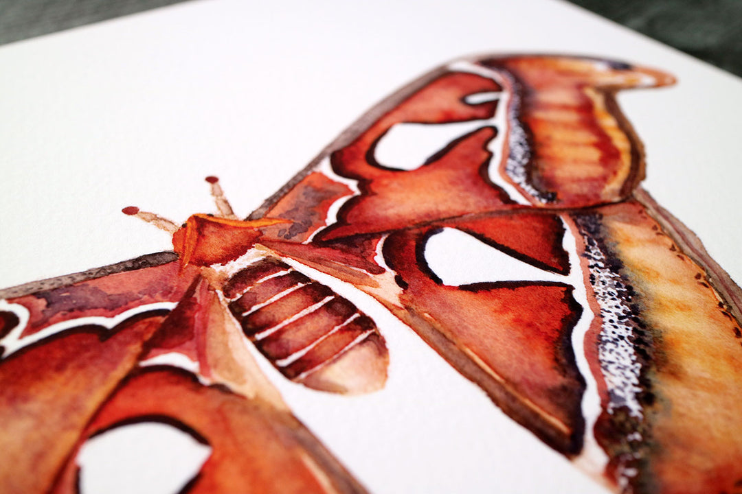 Atlas Moth