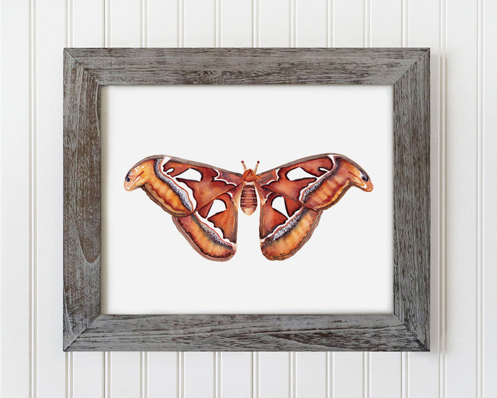 Atlas Moth