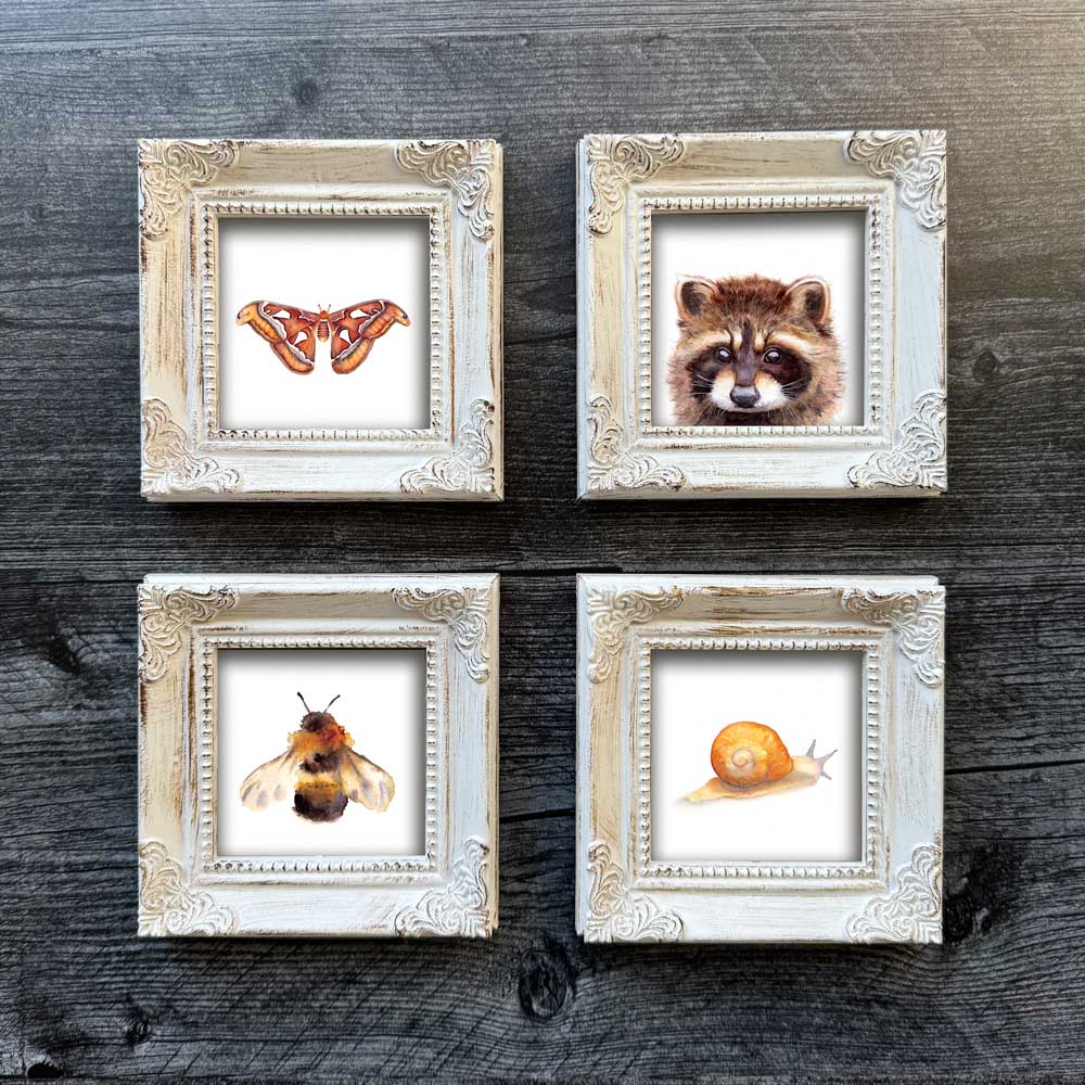 Atlas Moth Mini