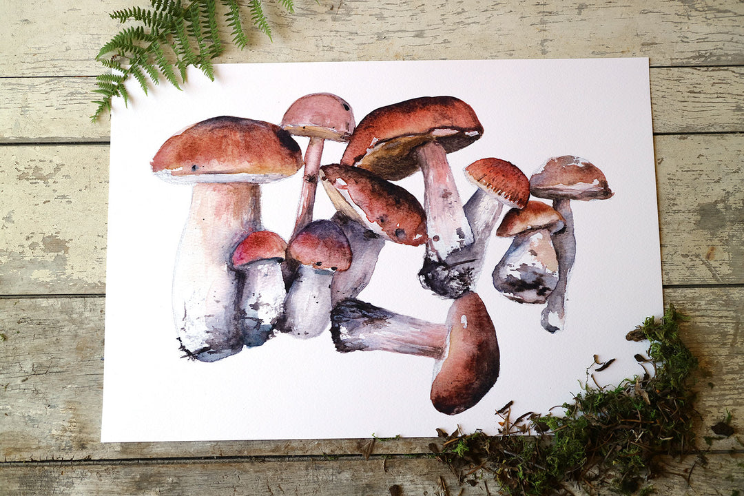 Porcini Mushroom Family