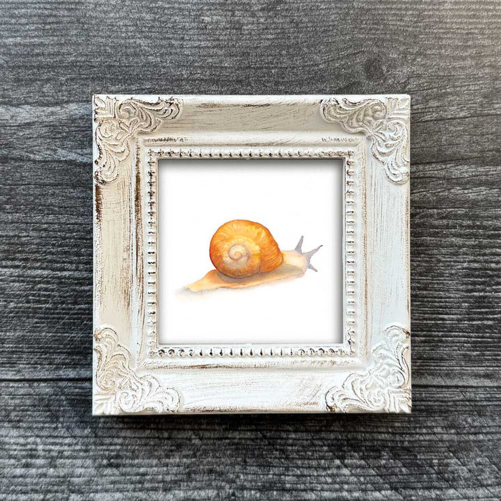 Snail Mini